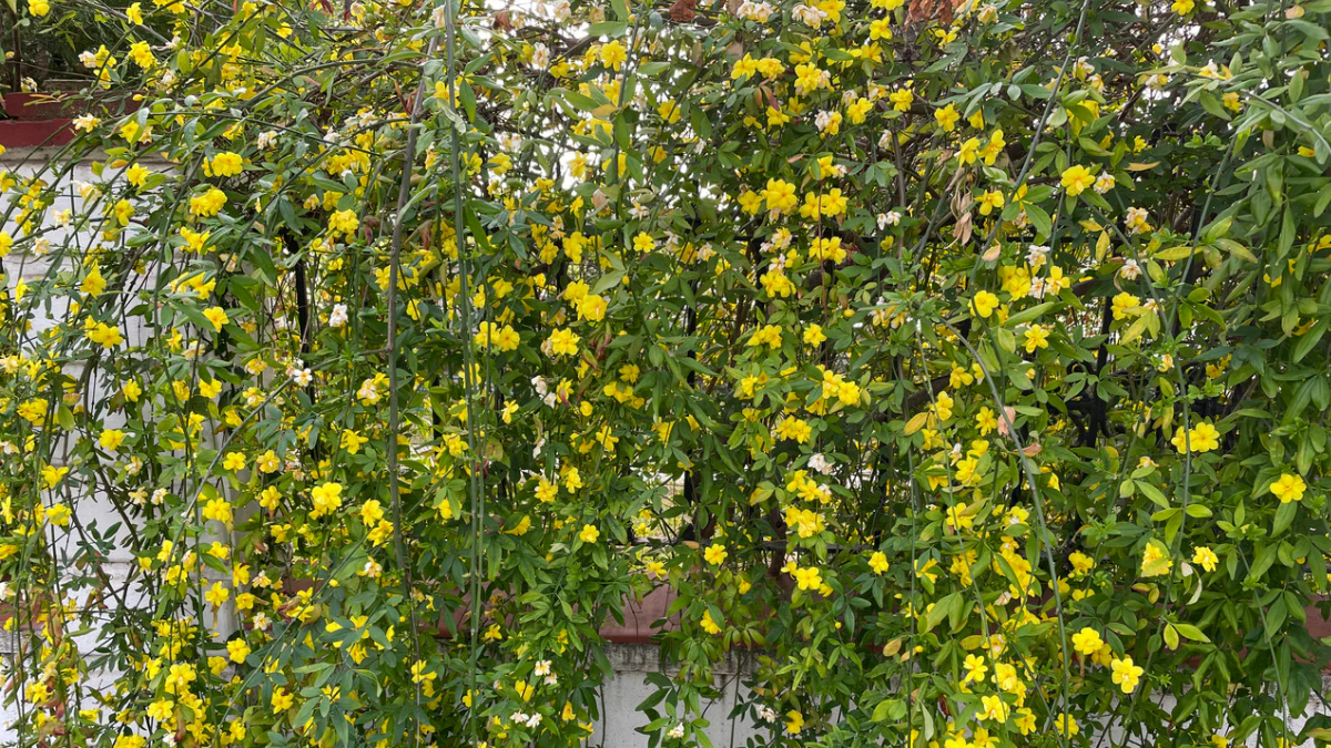 Jazmín amarillo: una trepadora resistente y fácil de cuidar que llenará tu jardín de color y flores vibrantes durante la temporada. Jazmín amarillo: una trepadora resistente y fácil de cuidar que llenará tu jardín de color y flores vibrantes durante la temporada.