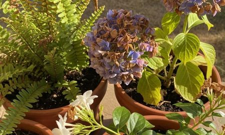 Esta planta florece rápidamente en primavera y requiere poco mantenimiento. Esta planta florece rápidamente en primavera y requiere poco mantenimiento.