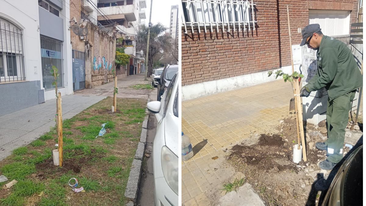 La ciudad avanza en un hito: el primer censo integral de arbolado urbano de Santa Fe. La ciudad avanza en un hito: el primer censo integral de arbolado urbano de Santa Fe.