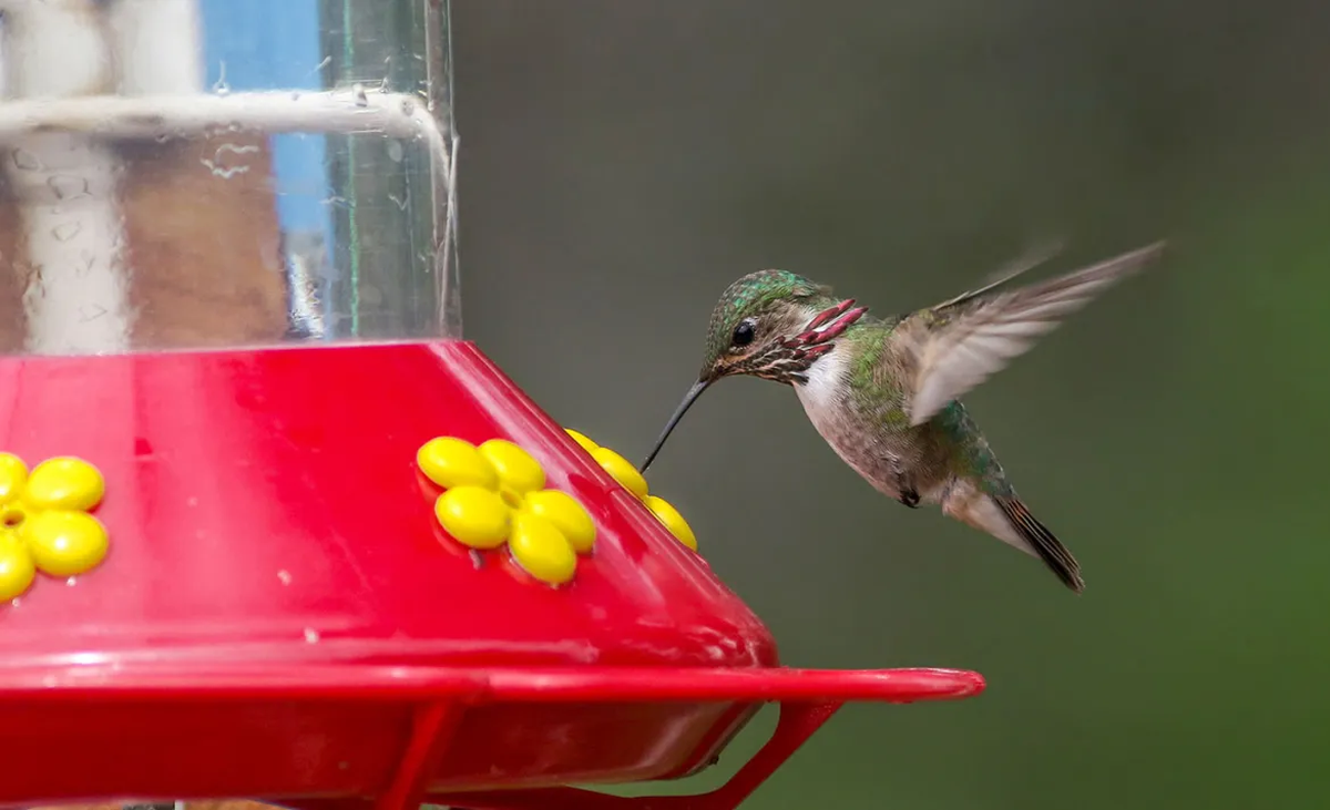 Los colibrís son conocidos por ser sinónimo de libertad y porque guardan muchos significados especiales.