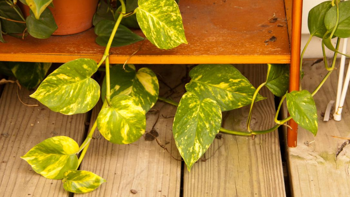 Qué significa que las hojas del potus se pongan amarillas y cómo solucionarlo.