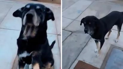TikTok: un perro lastimado fue a una veterinaria a pedir ayuda y se hizo viral