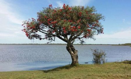 Más allá de su valor ornamental y simbólico, el árbol del Ceibo presenta una corteza suberosa que actúa como aislante térmico ante el sol pleno. Más allá de su valor ornamental y simbólico, el árbol del Ceibo presenta una corteza suberosa que actúa como aislante térmico ante el sol pleno.