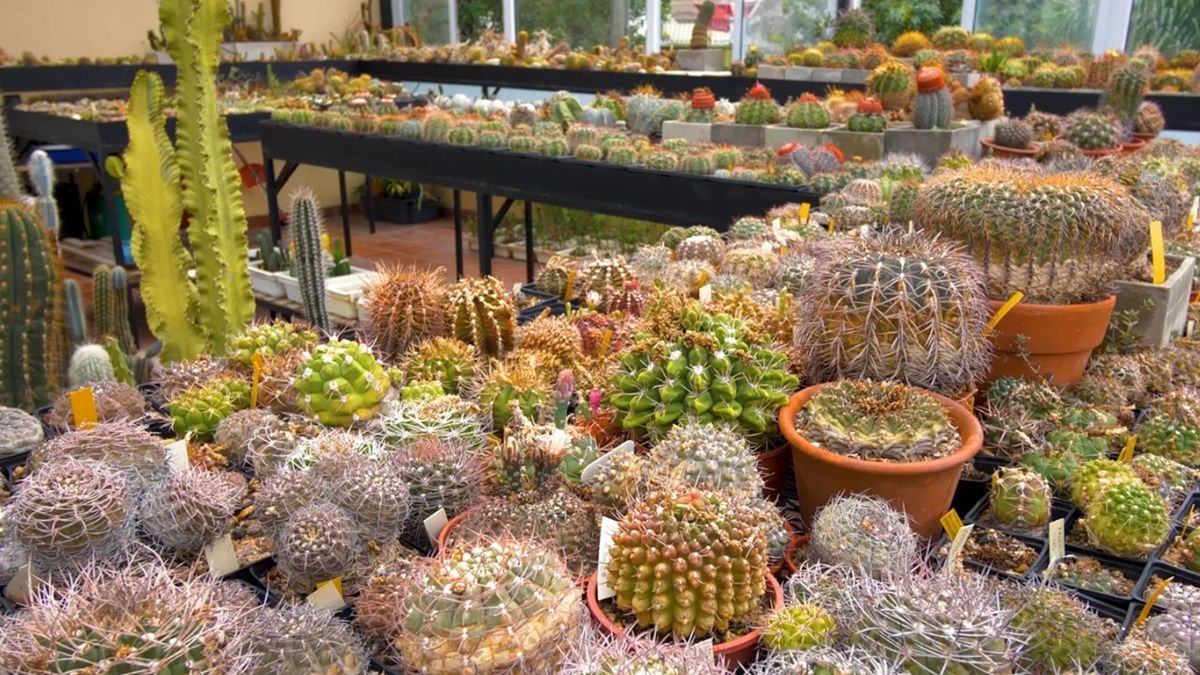 Los cactus necesitan luz y riego muy espaciado para mantenerse saludables