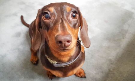 No todas las miradas son de amor: si tu perro se muestra tenso o rígido puede significar algo. No todas las miradas son de amor: si tu perro se muestra tenso o rígido puede significar algo.