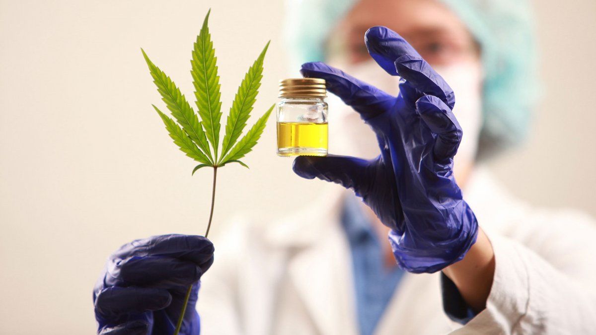 La Cámara de Diputados de Santa Fe dio media sanción al proyecto que regula el abastecimiento de cannabis con fines terapéuticos. 