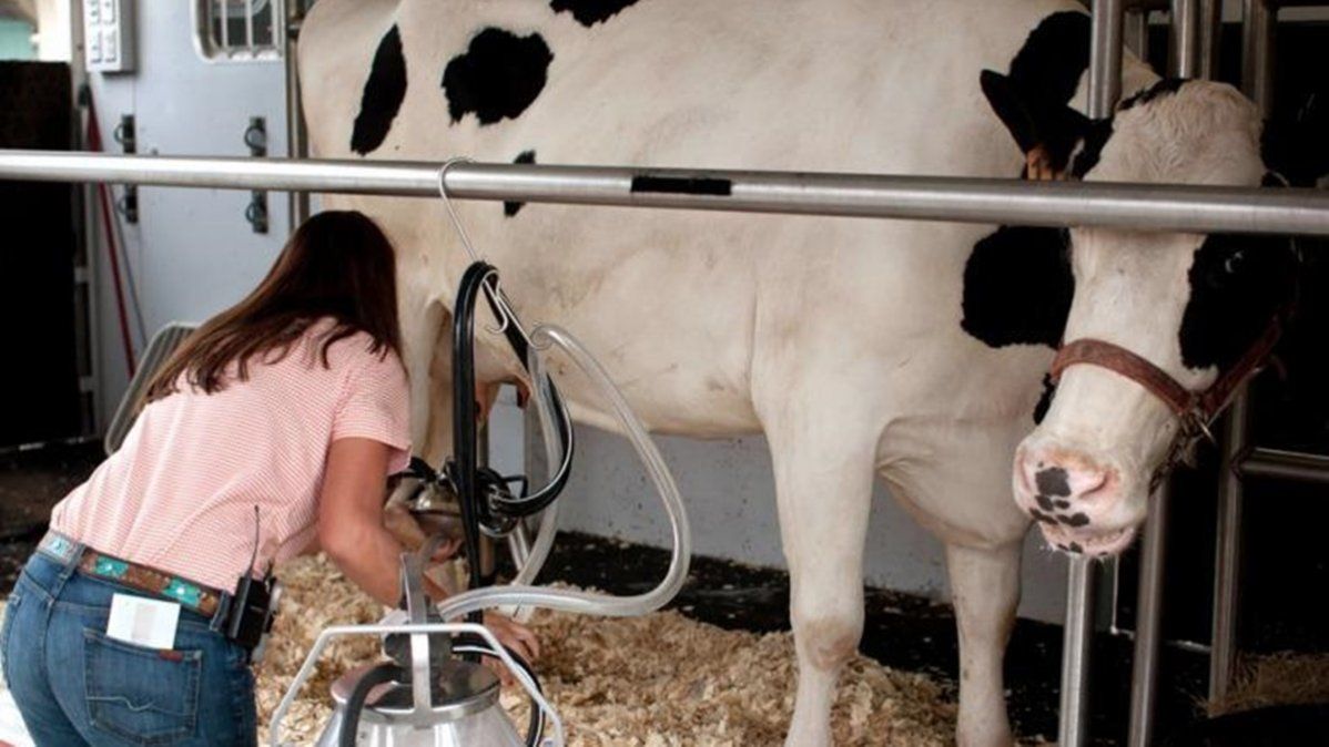 El uso de protocolos de inseminación artificial en bovinos se ha multiplicado en Argentina en los últimos 20 años.