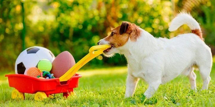 La prueba es fácil pero tenés que tener paciencia. Hay razas que la pueden completar de manera rápida y otras que no mostrarán el mínimo interés.