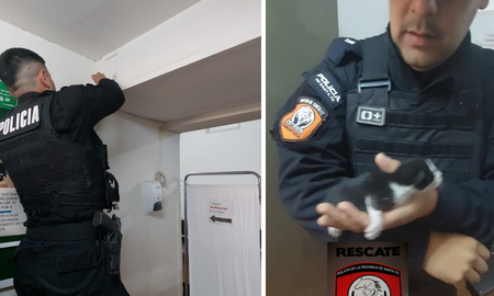 Policías rescataron a un gatito bebé del cielorraso del centro de salud de Las Flores II. Policías rescataron a un gatito bebé del cielorraso del centro de salud de Las Flores II.
