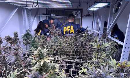 Vivero clandestino: la Policía Federal incautó más de 10 kilos de droga de alta calidad en Rosario. Vivero clandestino: la Policía Federal incautó más de 10 kilos de droga de alta calidad en Rosario.