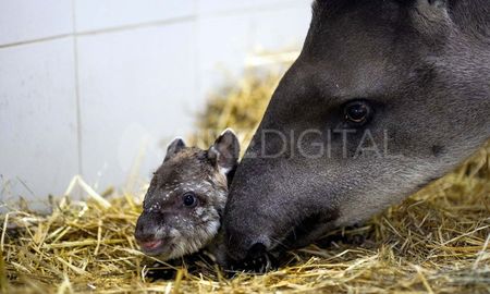 Con Chicha, su mamá. La cría forma parte del programa de conservación del Tapir y será liberada en la naturaleza. Con Chicha, su mamá. La cría forma parte del programa de conservación del Tapir y será liberada en la naturaleza.