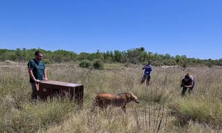 Los animales fueron liberados en un campo del departamento San Cristóbal.