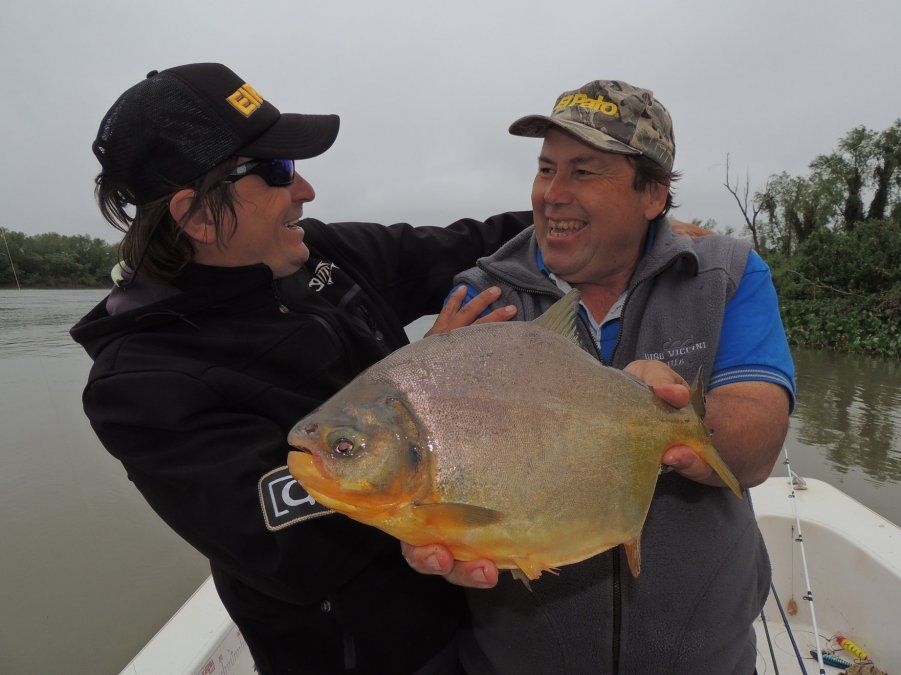 Bella Vista: Bellos pacúes y dorados