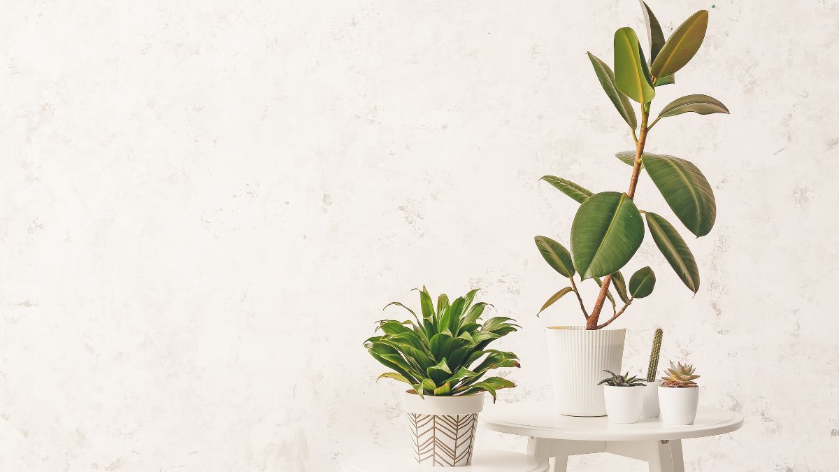 Esta planta purifica el ambiente