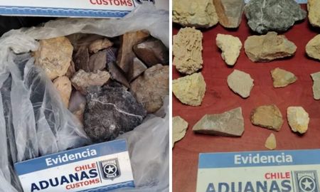 Los restos fósiles fueron hallados en el baúl del vehículo, envueltos y sin autorización para su exportación hacia la Región del Maule. Los restos fósiles fueron hallados en el baúl del vehículo, envueltos y sin autorización para su exportación hacia la Región del Maule.