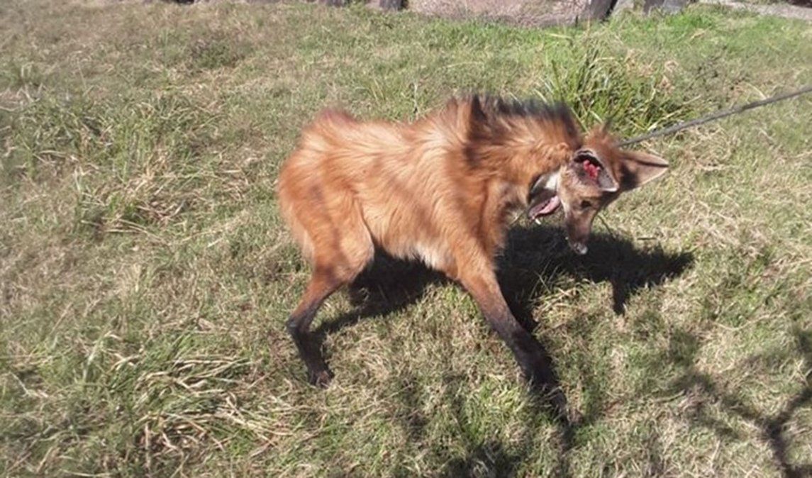 El aguar&aacute; guaz&uacute; encontrado en un campo cercano a Sarmiento