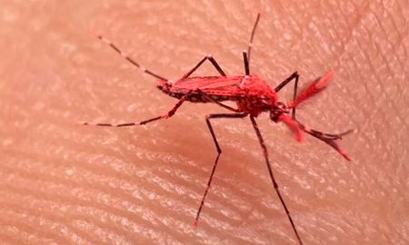 Los mosquitos rojos ayudan a controlar la población del aedes aegypti. Los mosquitos rojos ayudan a controlar la población del aedes aegypti.