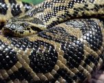 video: asi ataco una anaconda a un perro que acompanaba a tres ciclistas video: asi ataco una anaconda a un perro que acompanaba a tres ciclistas