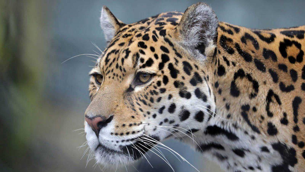 Una mujer quería tomarse una selfie pero un jaguar le destrozó el brazo en Veracruz