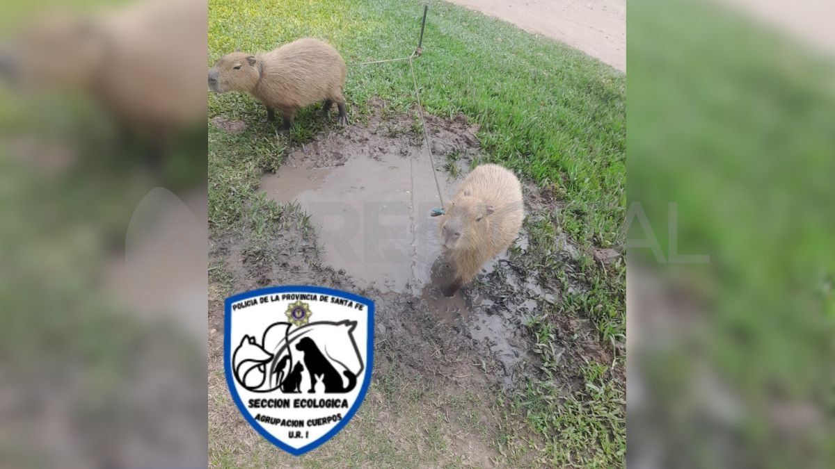 Sauce Viejo: la policía secuestró dos carpinchos