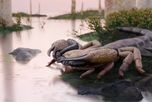 El desarrollo del gigantismo en este arácnido coincidió con el Devónico Inferior, una etapa del planeta donde los ecosistemas fluviales albergaban muy pocos depredadores de gran tamaño. El desarrollo del gigantismo en este arácnido coincidió con el Devónico Inferior, una etapa del planeta donde los ecosistemas fluviales albergaban muy pocos depredadores de gran tamaño.