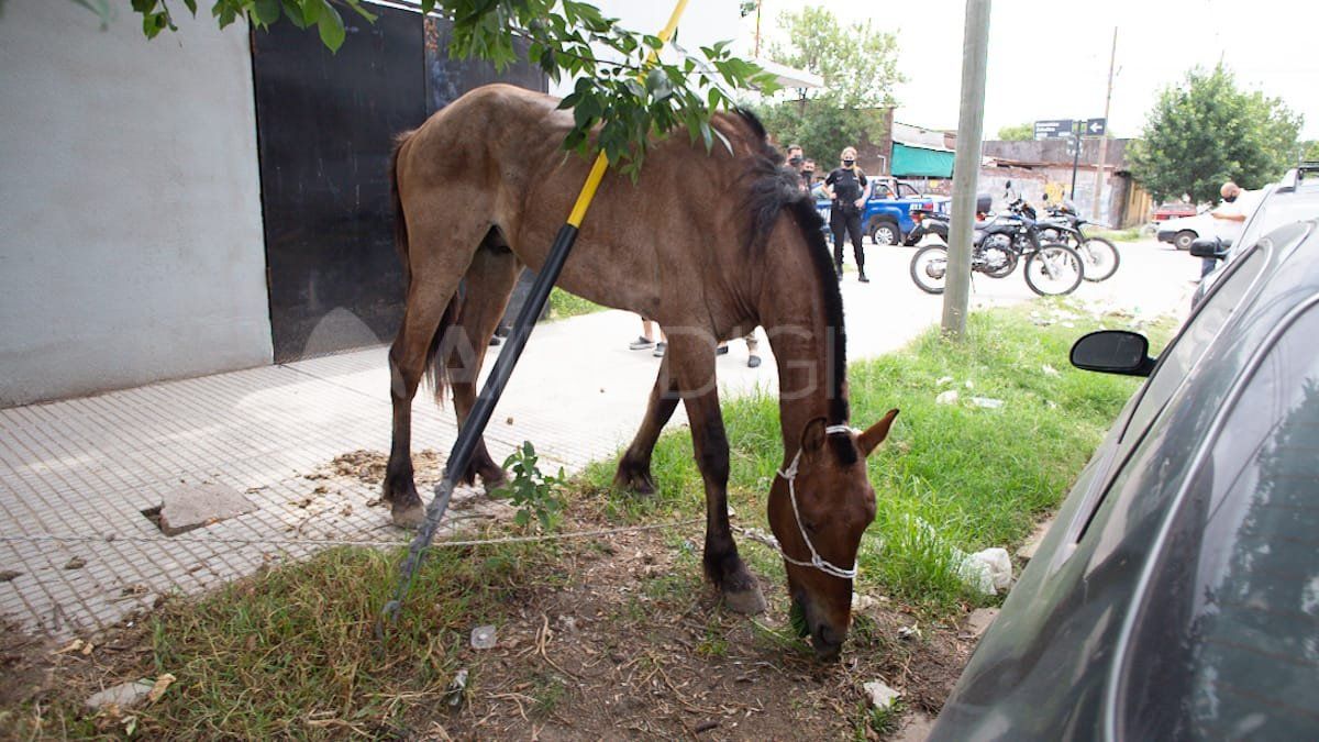 El caballo rescatado por la policía presentaba señales de desnutrición.&nbsp;