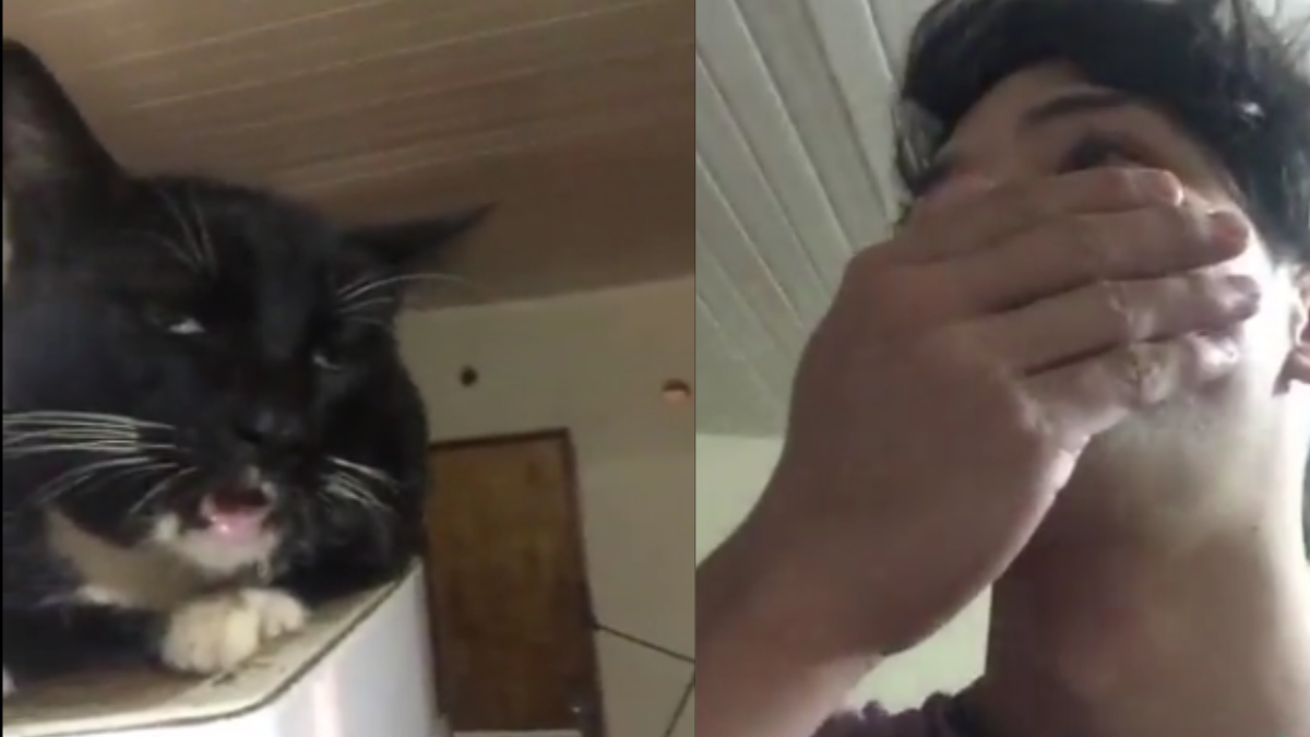 Video Viral: El gato se comió sus brownies de marihuana