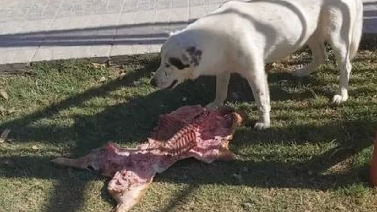 El perro que se volvió viral por robarle un lechón a los concejales en el Día del Trabajador.&nbsp;