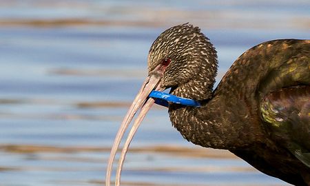 La interacción con el plástico que contamina el ambiente suele ser letal para la fauna. La interacción con el plástico que contamina el ambiente suele ser letal para la fauna.