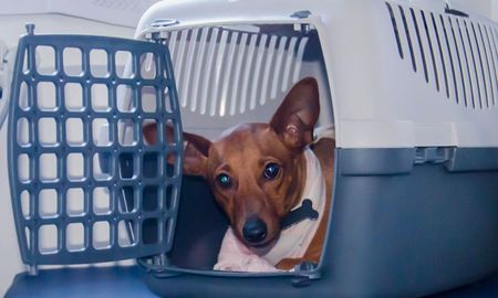 ¿te vas de vacaciones con tu perro o animal de compania? consejos a tener en cuenta para un viaje seguro ¿te vas de vacaciones con tu perro o animal de compania? consejos a tener en cuenta para un viaje seguro