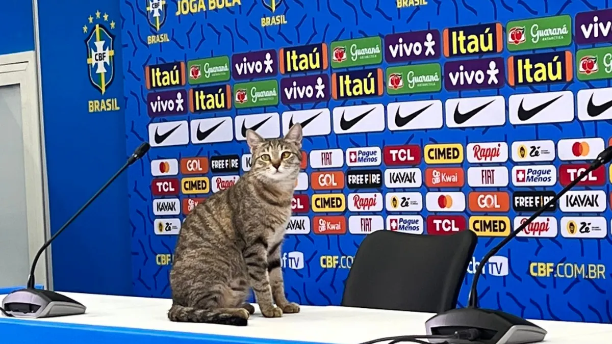 Brasil adoptó al gato, le puso "Hexa", pero quedaron eliminados del Mundial de Qatar 2022.
