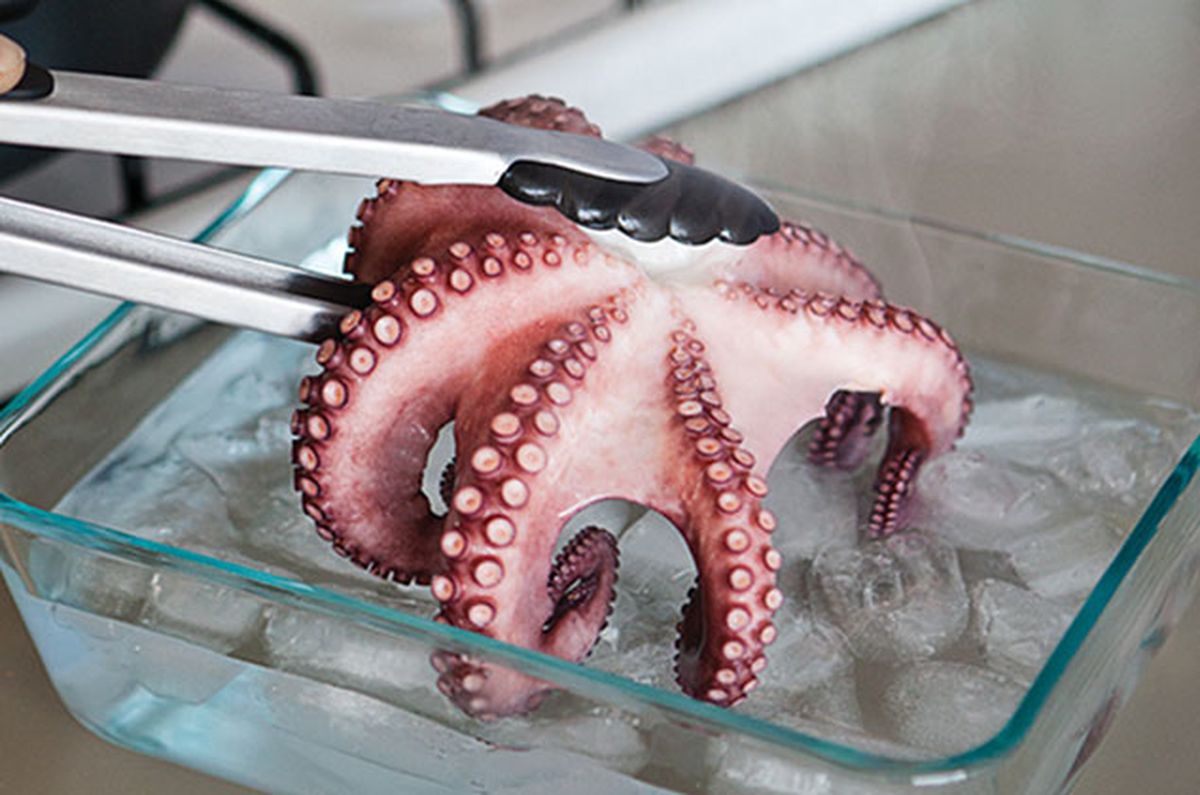 Repechaje en MasterChef: cómo asustar un pulpo para cocinar como se vio en el programa