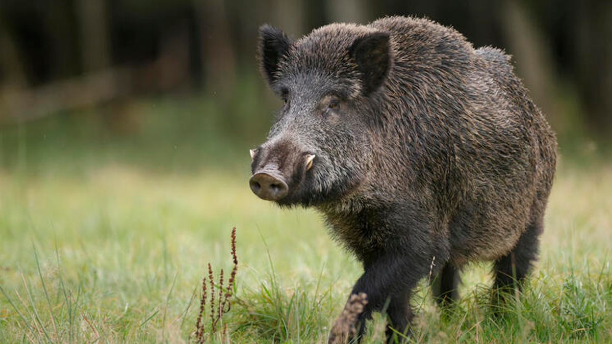 El hombre fue identificado como Lázaro Valle y fue trasladado de urgencia a un hospital por la gravedad de sus heridas.