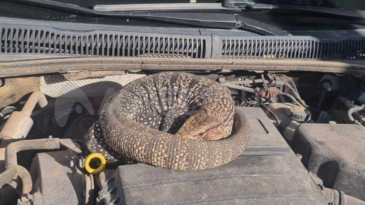 El lagarto overo apareció en el motor de un auto estacionado en Riobamba y Alberti