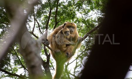Jaaukanigás es considerado uno de los sitios más biodiversos de la Argentina, con más de 800 especies de plantas y 767 especies de vertebrados. Jaaukanigás es considerado uno de los sitios más biodiversos de la Argentina, con más de 800 especies de plantas y 767 especies de vertebrados.