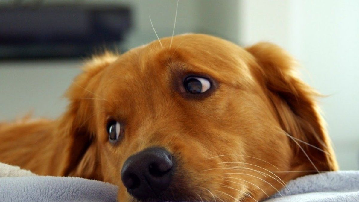 Cómo afecta la pirotecnia a los animales: &nbsp;el caso más triste y conmovedor del mundo