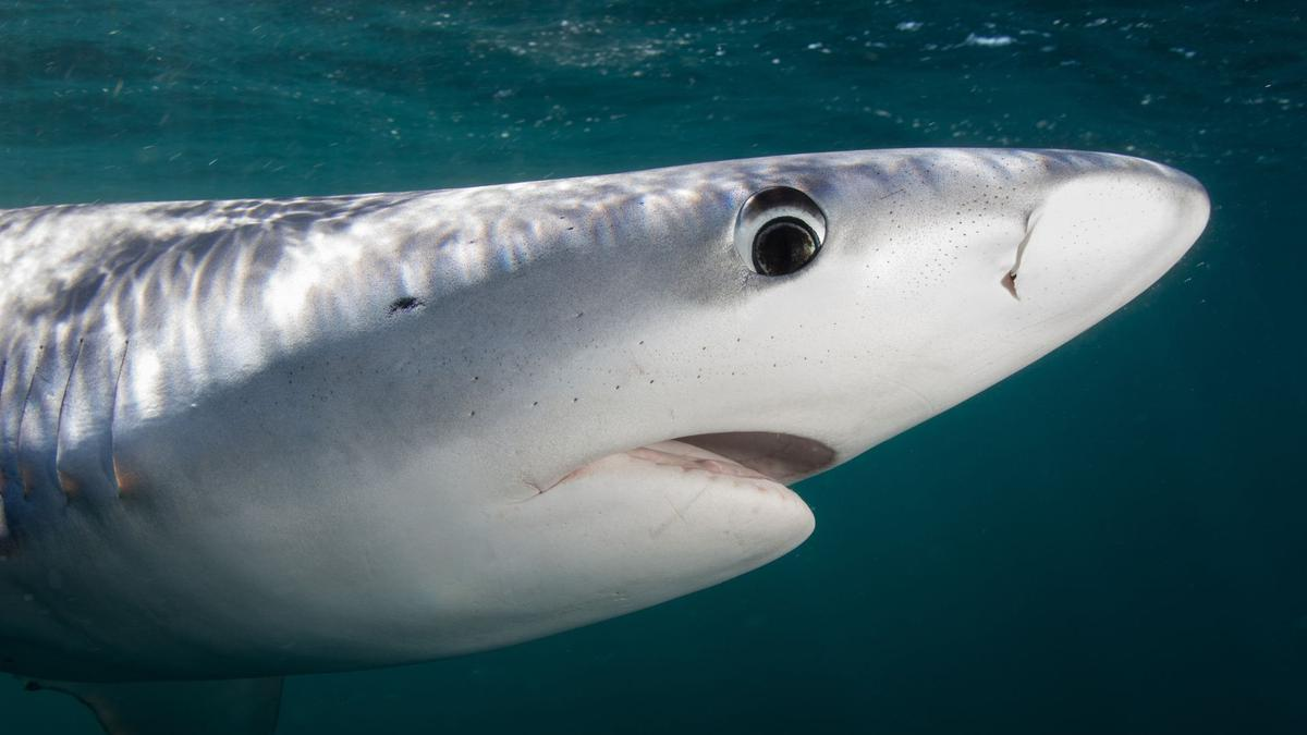Peligro en Brasil: científicos identificaron a 13 tiburones dieron positivo en cocaína