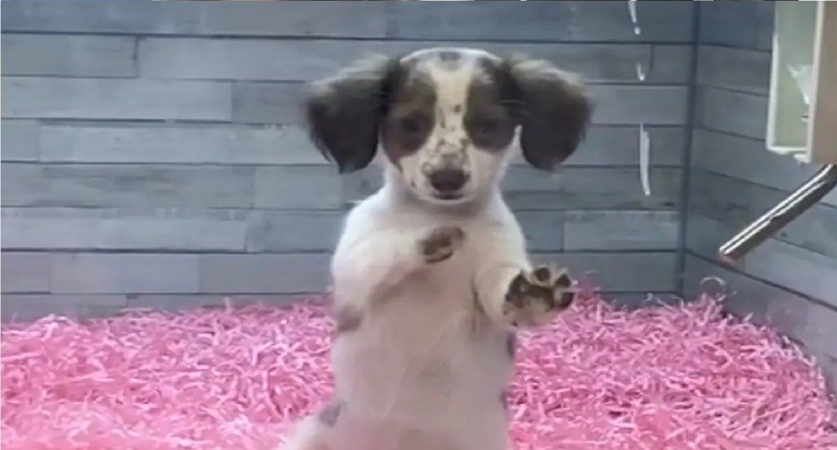 El video super&oacute; las 15 millones de reproducciones y se volvi&oacute; viral en TikTok. &nbsp;