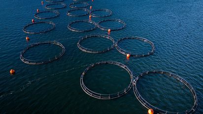 Tierra del Fuego habilitó la salmonicultura: el debate que dividió a la provincia