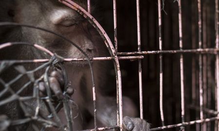 Aire de Santa Fe | animales mercado - el pais planeta futuro.jpg