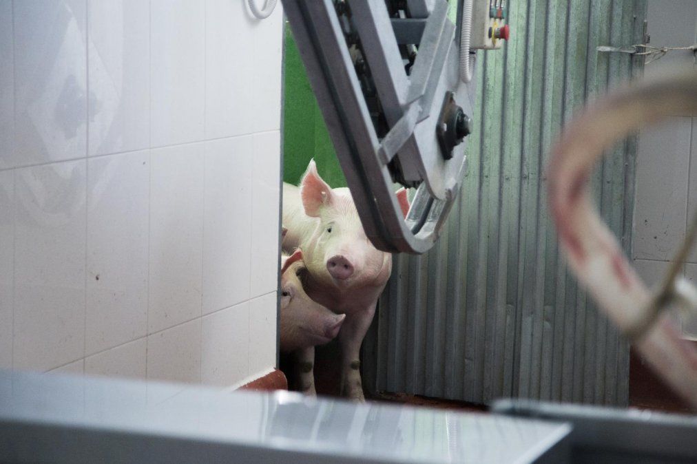 El futuro es veggie: cuatro millones de argentinos ya son veganos, mientras cae el consumo de carne