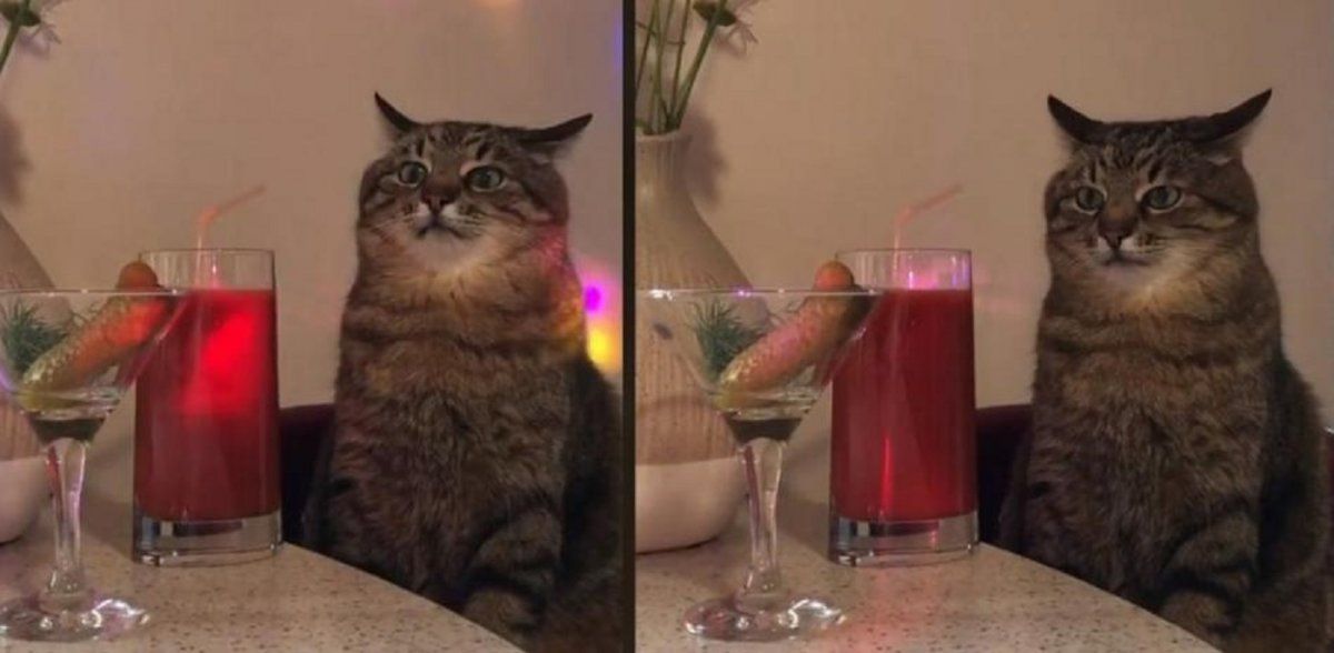 Video viral: gato retrató a la perfección cómo es ir de fiesta y generó un sinfín de risas.