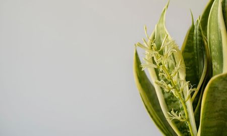 Este abono casero para lengua de suegra hace que la planta dé flores. Este abono casero para lengua de suegra hace que la planta dé flores.