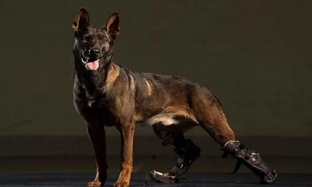 Distinguieron a Kuno, el perro que luchó contra Al Qaeda y perdió dos patas Distinguieron a Kuno, el perro que luchó contra Al Qaeda y perdió dos patas