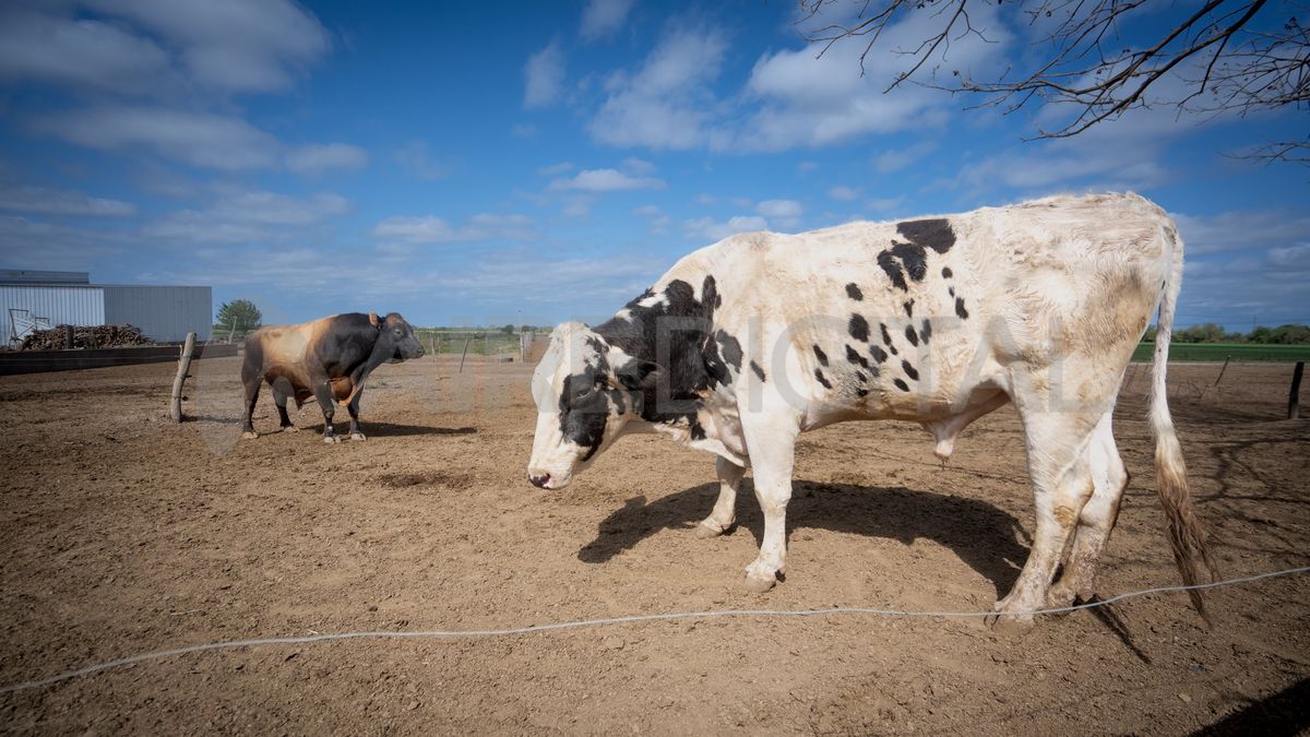 Estos son los dos toros del tambo: el que está en primer plano, es de raza Hollstein. El segundo, es un reproductor Jersey, una raza que los tamberos usan para que la leche sea más grasa y con mayor contenido proteico. Estos son los dos toros del tambo: el que está en primer plano, es de raza Hollstein. El segundo, es un reproductor Jersey, una raza que los tamberos usan para que la leche sea más grasa y con mayor contenido proteico.