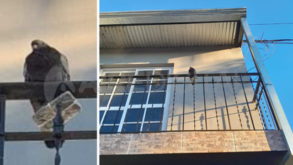 Encontraron una paloma mensajera con un celular pegado en sus patas: tenía que llegar a la Cárcel de Coronda