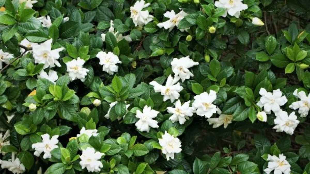 La gardenia es una de las plantas de interior más perfumadas y resistentes. La gardenia es una de las plantas de interior más perfumadas y resistentes.
