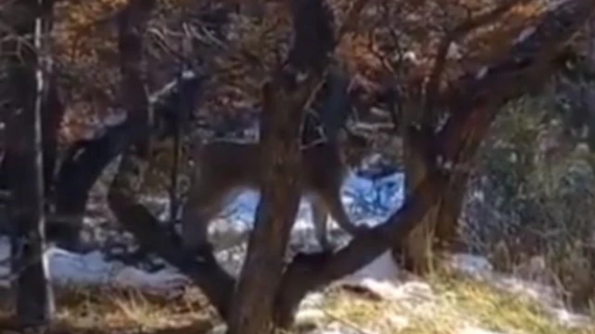 Una familia de Córdoba vivió momentos de terror en El Chaltén al encontrarse con un puma.