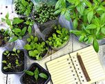 como aprovechar la combinacion de plantas en la huerta como aprovechar la combinacion de plantas en la huerta