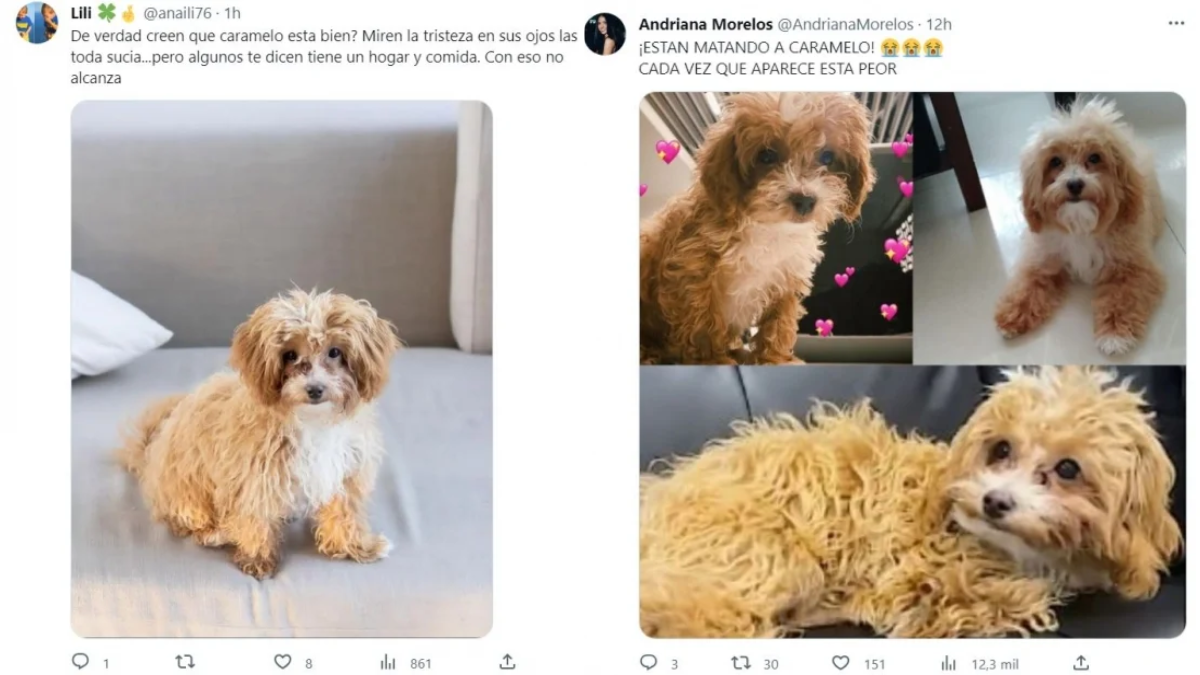 Los mejores memes sobre el estado de Caramelo, el perro de Gran Hermano. Los mejores memes sobre el estado de Caramelo, el perro de Gran Hermano.